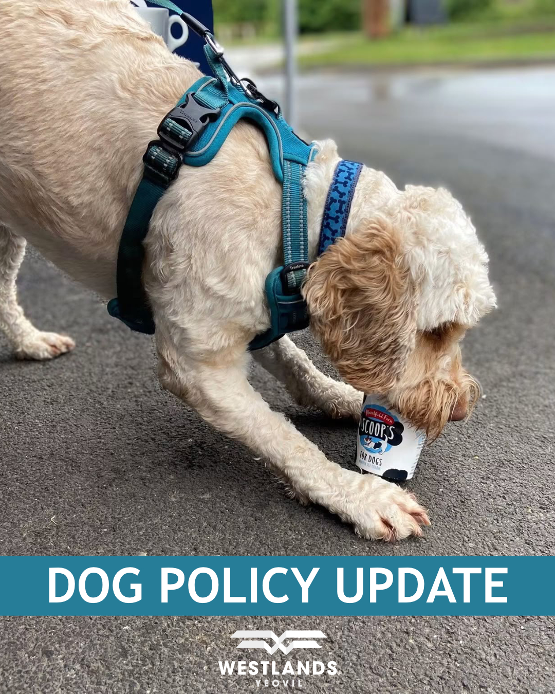 Bringing Your Dog to Our Venue: Our Dog Policy