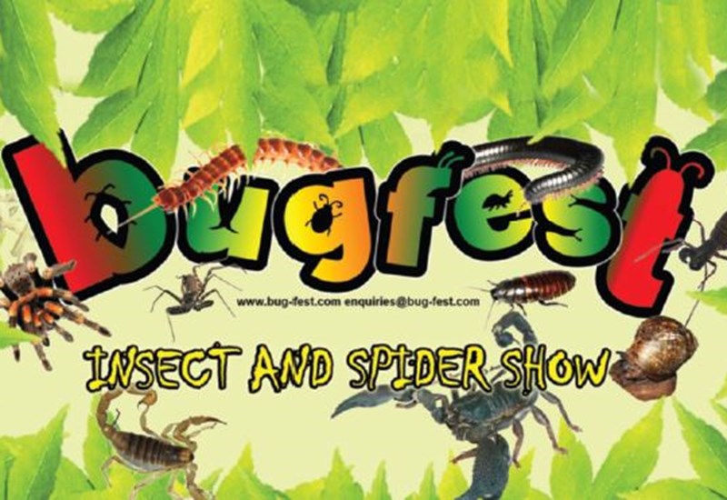 Halloween Bugfest